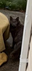 Found/Stray Unknown Cat last seen Andrew Ave, East Meadow, NY 11554