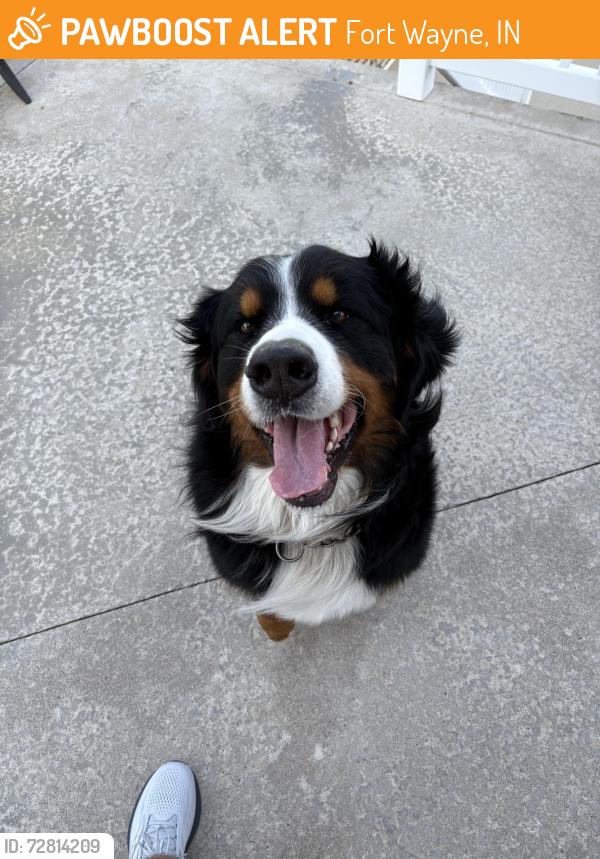 Found/Stray Male Dog last seen Rothman rd , Fort Wayne, IN 46835