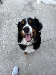 Found/Stray Male Dog last seen Rothman rd , Fort Wayne, IN 46835