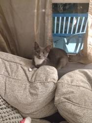 Lost Female Cat last seen Walnut Street and Virginia Ave  Coatesville Pa, Coatesville, PA 19320