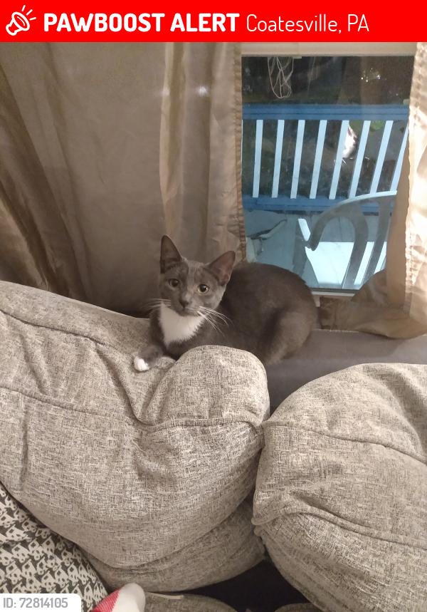 Lost Female Cat last seen Walnut Street and Virginia Ave  Coatesville Pa, Coatesville, PA 19320