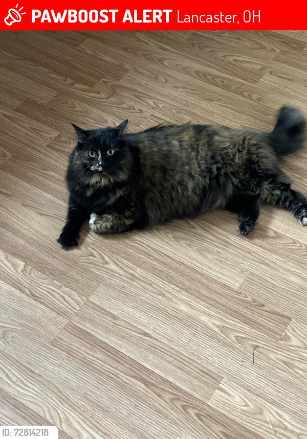 Lost Female Cat last seen Autumn dr, Lancaster, OH 43130