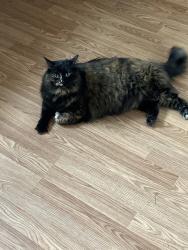 Lost Female Cat last seen Autumn dr, Lancaster, OH 43130