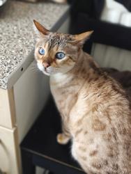 Reunited Female Cat last seen St John Bosco primary school, West Midlands, England B71 2SU