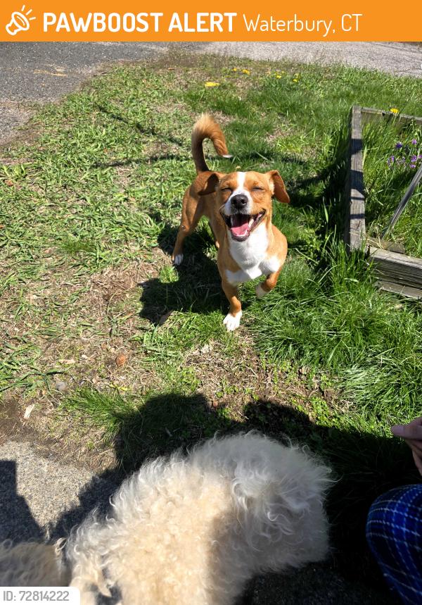 Found/Stray Male Dog last seen Dalton ave Waterbury , Waterbury, CT 06705