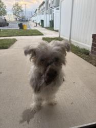 Found/Stray Unknown Dog last seen Gusryan, Baltimore, MD 21224