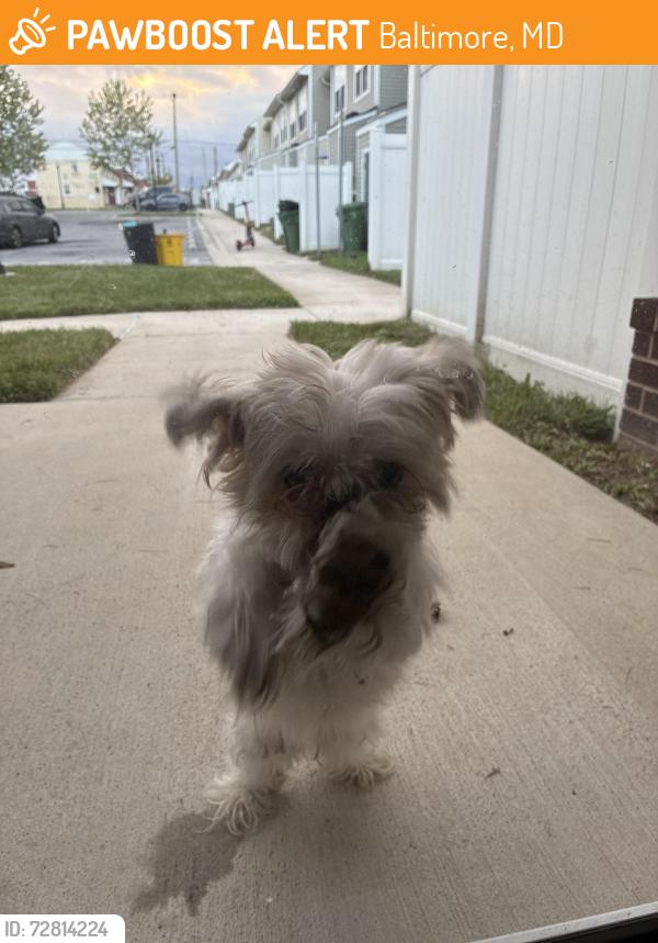 Found/Stray Unknown Dog last seen Gusryan, Baltimore, MD 21224