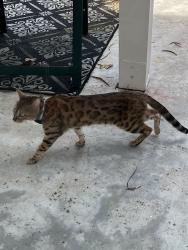 Found/Stray Unknown Cat last seen Provence d’Aliso complex, overlooking Hillview Park and high school , Aliso Viejo, CA 92656