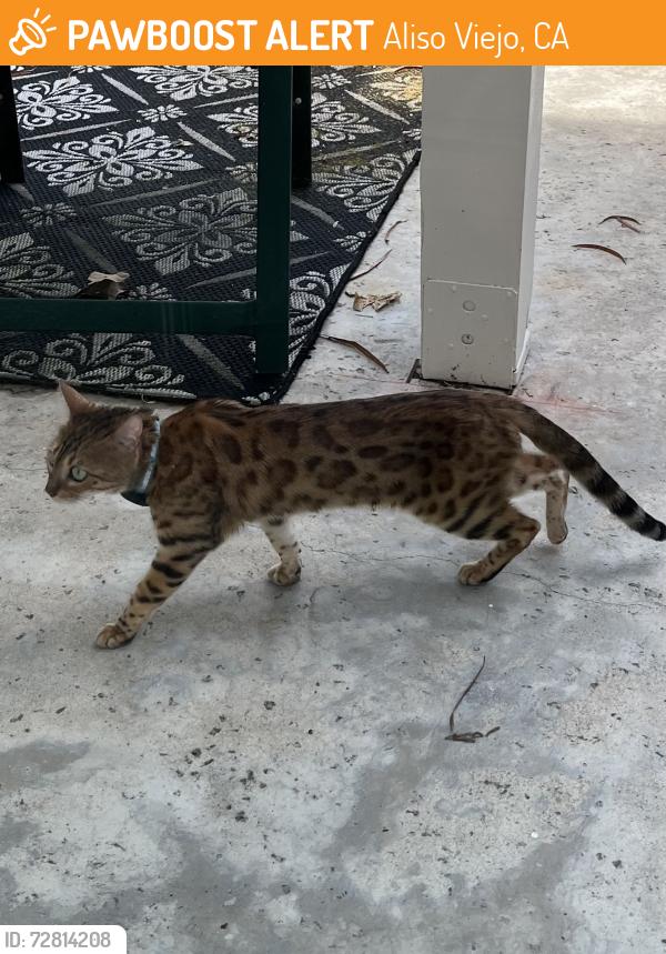 Found/Stray Unknown Cat last seen Provence d’Aliso complex, overlooking Hillview Park and high school , Aliso Viejo, CA 92656