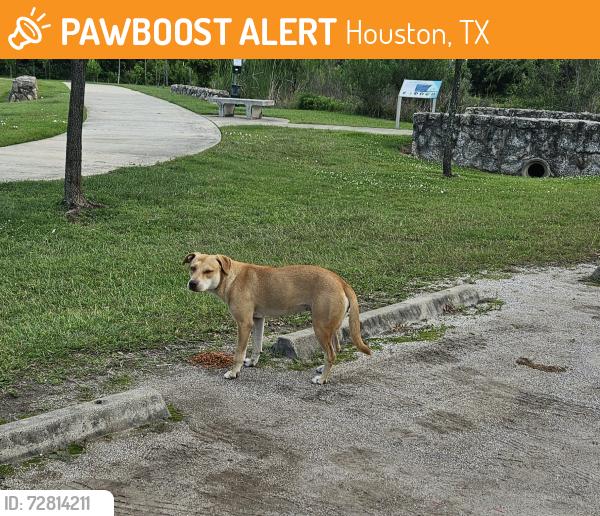 Found/Stray Female Dog last seen Yolanda Black Navarro Park on Wayside., Houston, TX 77002
