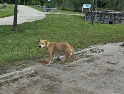 Found/Stray Female Dog last seen Yolanda Black Navarro Park on Wayside., Houston, TX 77002
