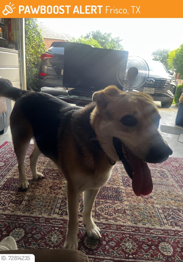 Found/Stray Male Dog last seen Creekside at preston, Frisco, TX 75035