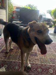 Found/Stray Male Dog last seen Creekside at preston, Frisco, TX 75035