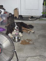 Found/Stray Unknown Dog last seen Dude, Baytown, TX 77521
