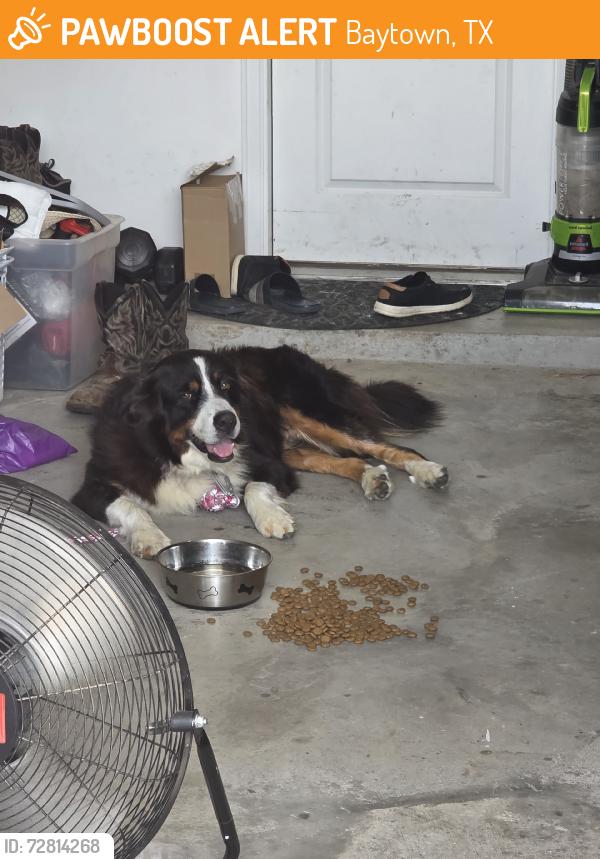 Found/Stray Unknown Dog last seen Dude, Baytown, TX 77521