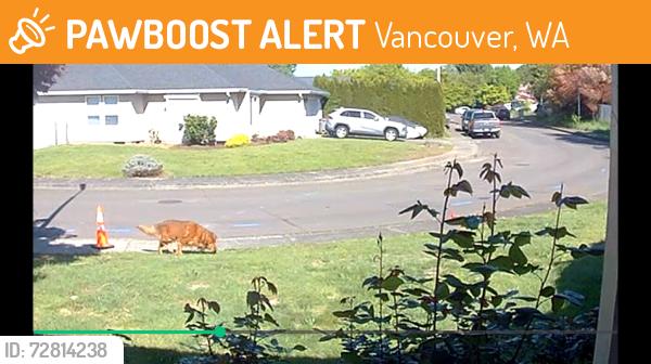 Found/Stray Unknown Dog last seen SE 158th neighborhood behind church on MillPlain, Vancouver, WA 98684
