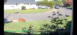 Found/Stray Unknown Dog last seen SE 158th neighborhood behind church on MillPlain, Vancouver, WA 98684