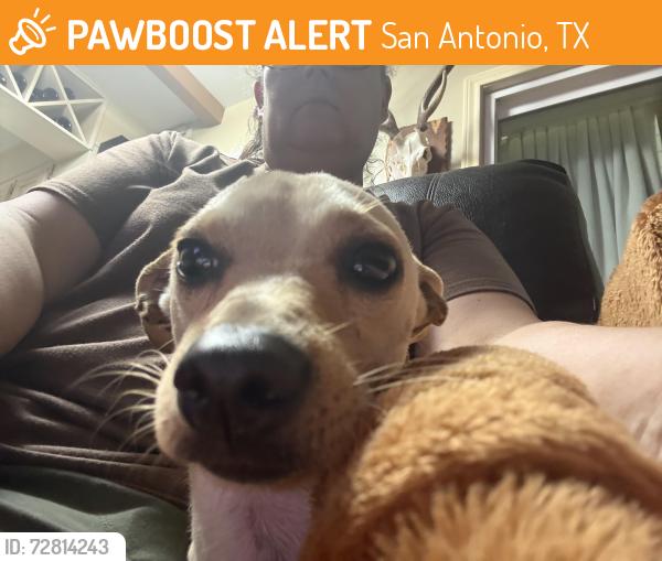 Found/Stray Male Dog last seen Medical center , San Antonio, TX 78229
