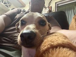Found/Stray Male Dog last seen Medical center , San Antonio, TX 78229