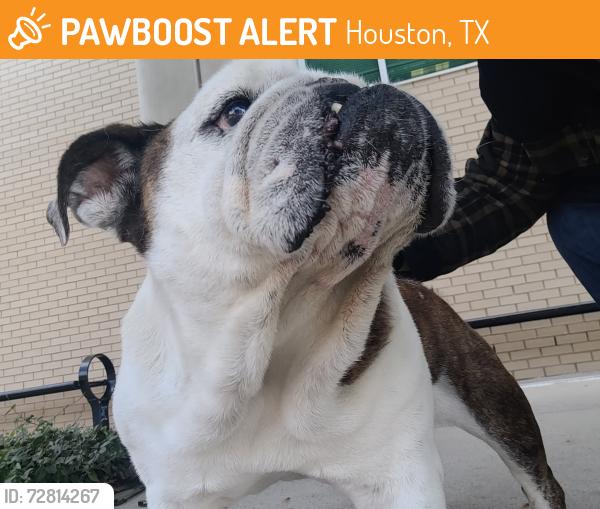 Found/Stray Female Dog last seen Thurgood Marshall School of Law, Houston, TX 77004