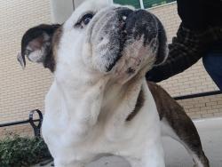 Found/Stray Female Dog last seen Thurgood Marshall School of Law, Houston, TX 77004