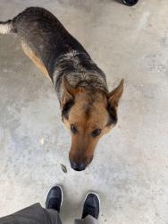 Found/Stray Female Dog last seen Ashlan & Fowler (near Vons) , Clovis, CA 93611