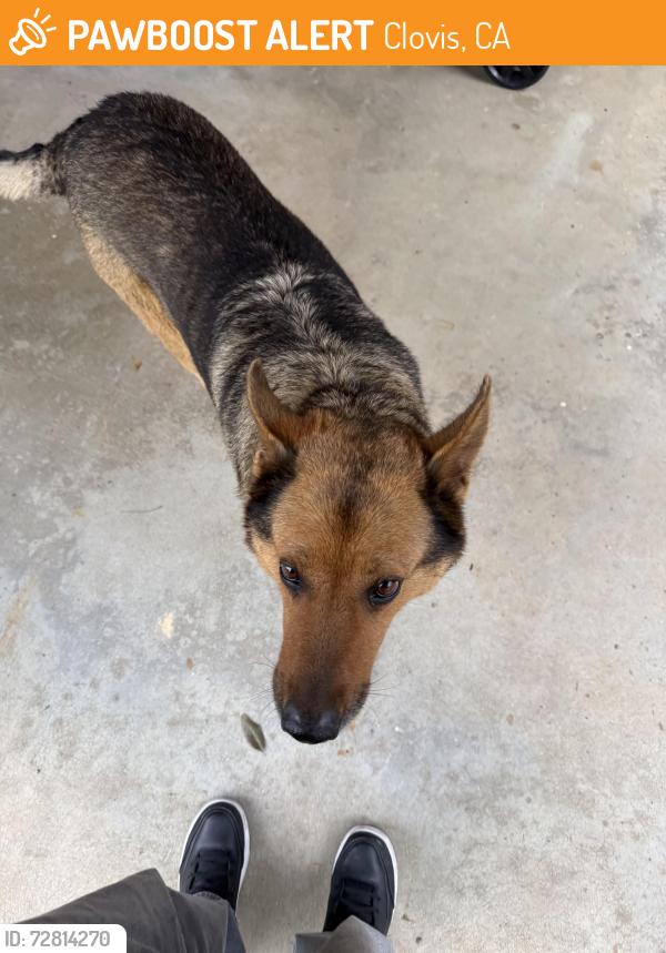 Found/Stray Female Dog last seen Ashlan & Fowler (near Vons) , Clovis, CA 93611