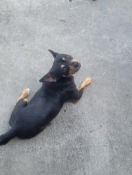 Lost Male Dog last seen Rockland, Houston, TX 77064