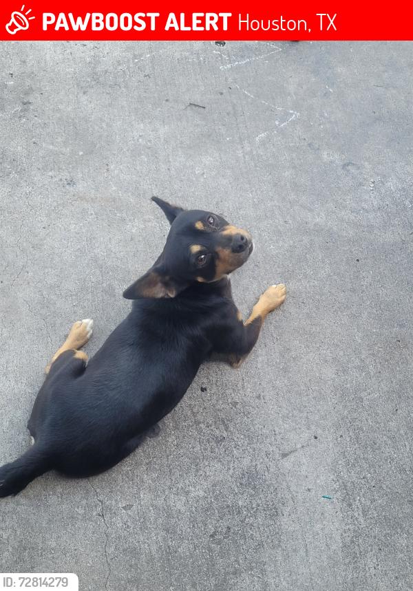 Lost Male Dog last seen Rockland, Houston, TX 77064