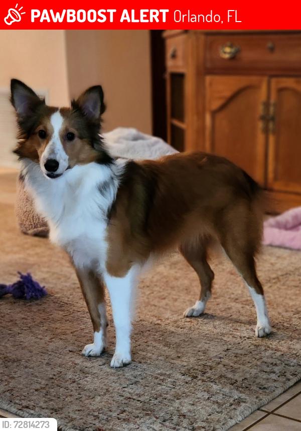 Lost Female Dog last seen Candle Berry Rd and Millinocket Ln, Orlando, FL 32825
