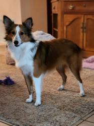 Lost Female Dog last seen Candle Berry Rd and Millinocket Ln, Orlando, FL 32825