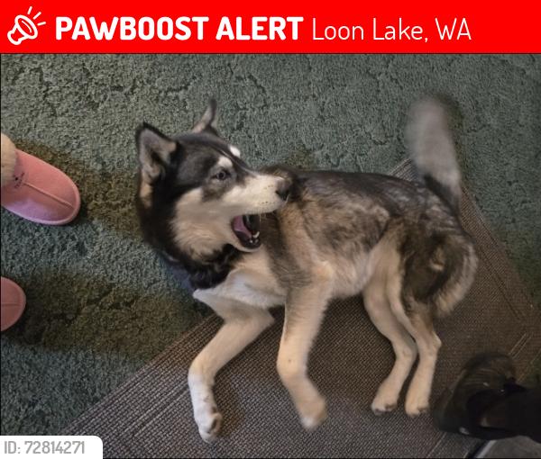 Lost Female Dog last seen Bussard Lake, Grouse Creek, Deer Lake, Loon Lake, WA 99148