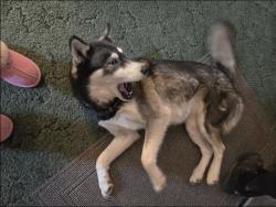 Lost Female Dog last seen Bussard Lake, Grouse Creek, Deer Lake, Loon Lake, WA 99148
