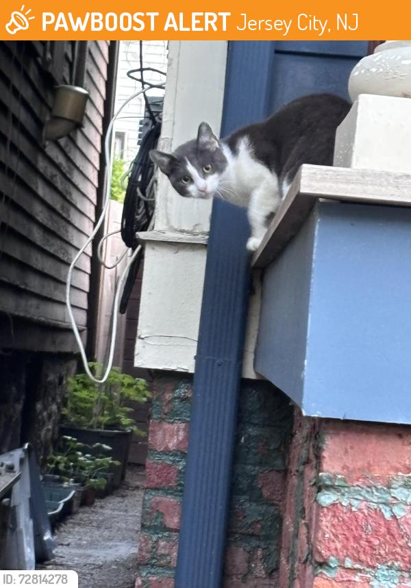 Found/Stray Unknown Cat last seen JFK Blvd , Jersey City, NJ 07304