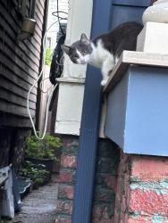 Found/Stray Unknown Cat last seen JFK Blvd , Jersey City, NJ 07304