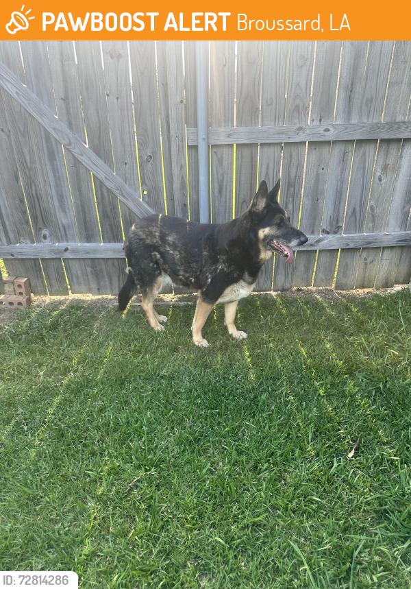 Found/Stray Female Dog last seen E Fairfield in broussrd, Broussard, LA 70518