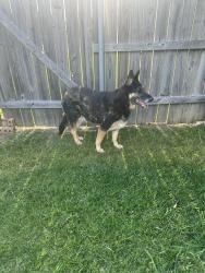 Found/Stray Female Dog last seen E Fairfield in broussrd, Broussard, LA 70518
