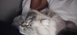 Lost Female Cat last seen Braunsrotj, Hampton, GA 30228
