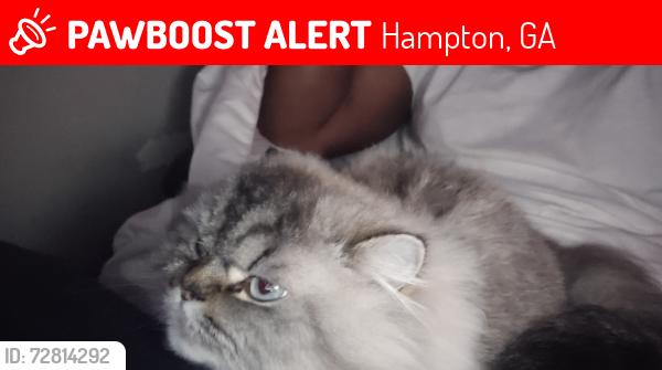 Lost Female Cat last seen Braunsrotj, Hampton, GA 30228