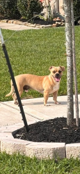 Lost Male Dog last seen Walnut Creek , Fort Bend County, TX 77469