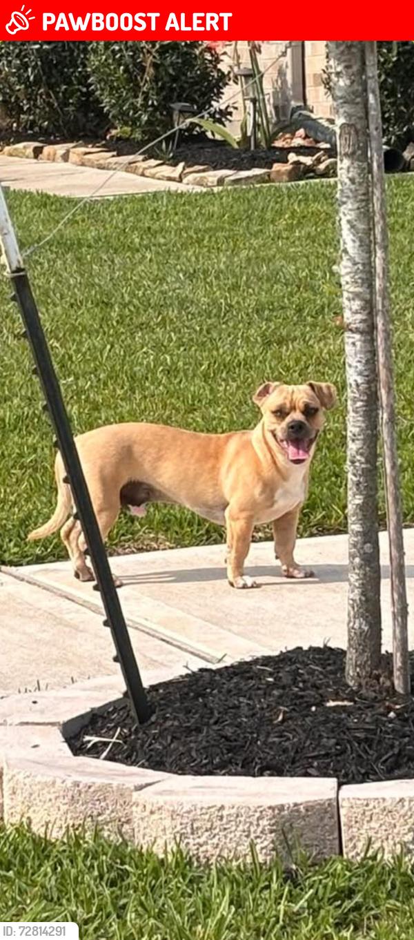 Lost Male Dog last seen Walnut Creek , Fort Bend County, TX 77469