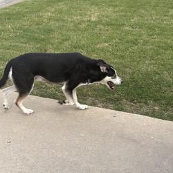 Found/Stray Male Dog last seen 41st and 201, Broken Arrow, OK 74014
