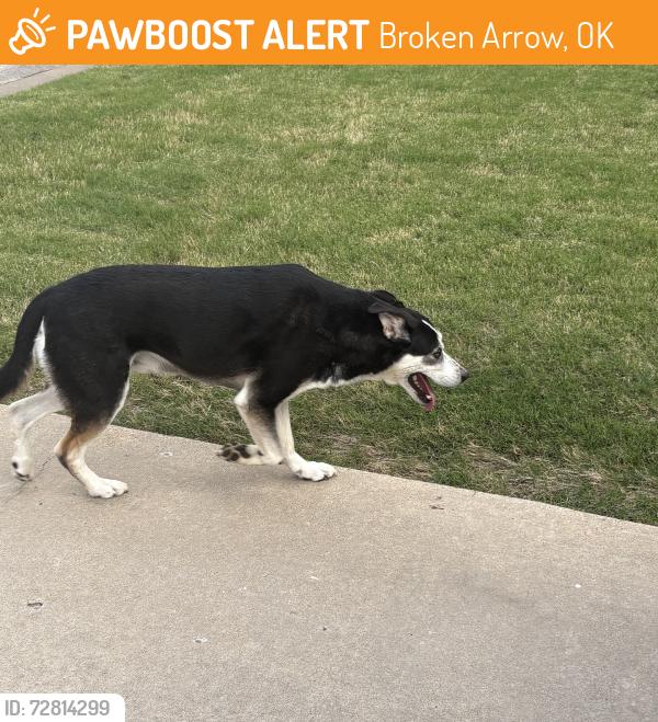 Found/Stray Male Dog last seen 41st and 201, Broken Arrow, OK 74014