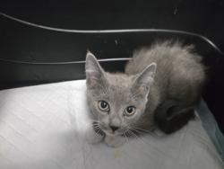 Shelter Stray Female Cat last seen , , CA, 1101 29th Ave, Oakland, CA 94601, USA