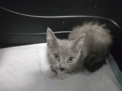 Shelter Stray Female Cat last seen , , CA, 1101 29th Ave, Oakland, CA 94601, USA