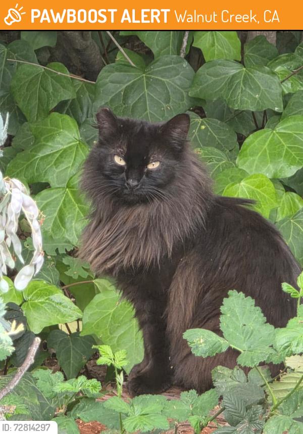 Found/Stray Unknown Cat last seen Rooted on Larkey Lane, Walnut Creek, CA 94597