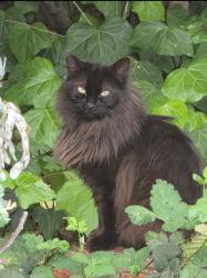 Found/Stray Unknown Cat last seen Rooted on Larkey Lane, Walnut Creek, CA 94597