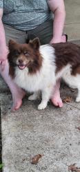 Found/Stray Unknown Dog last seen 5th street se and Savannah st se, Washington, DC 20032