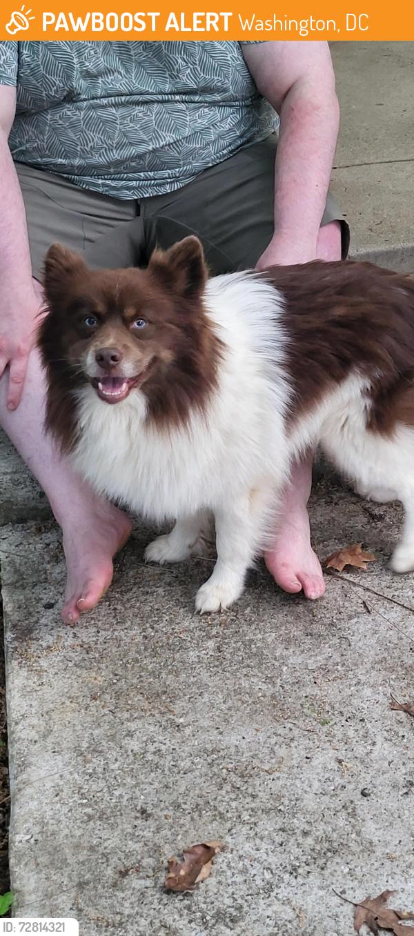 Found/Stray Unknown Dog last seen 5th street se and Savannah st se, Washington, DC 20032