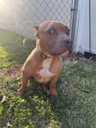 Lost Female Dog last seen Lincoln Ave, Evansville, IN 47714